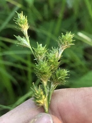 Carex festucacea