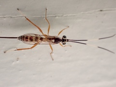 Sphelodon phoxopteridis