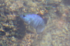 Cyprinodon nevadensis mionectes