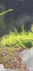 Ceratophyllaceae