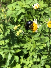 Xylocopa micans