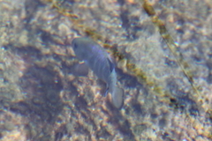 Cyprinodon nevadensis mionectes