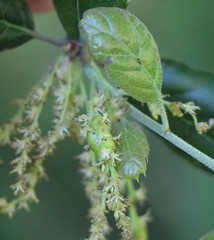 Callirhytis congregata