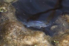 Cyprinodon nevadensis mionectes