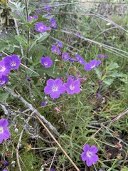 Geranium incanum