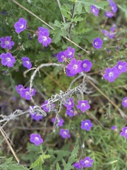 Geranium incanum