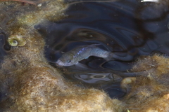 Cyprinodon nevadensis mionectes