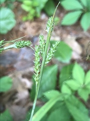 Carex oxylepis oxylepis
