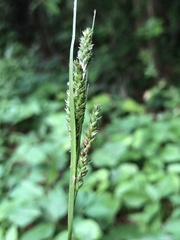 Carex oxylepis oxylepis