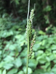 Carex oxylepis oxylepis