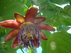 Passiflora alata