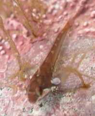 Oligocottus snyderi