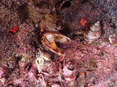 Chlamys hastata