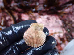 Chlamys hastata