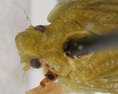 Parathisciini