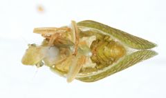 Parathisciini