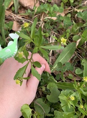 Ranunculus micranthus