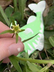 Ranunculus micranthus
