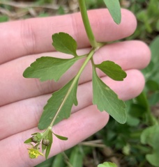 Ranunculus micranthus