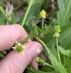 Ranunculus micranthus