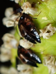 Pelecomalium testaceum