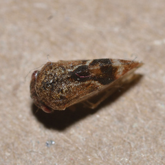 Cyrtolobus fenestratus