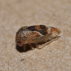 Cyrtolobus fenestratus