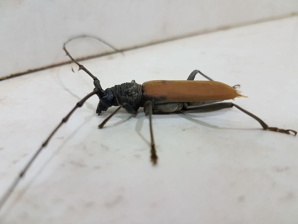 Jupoata rufipennis