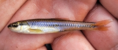 Notropis heterolepis
