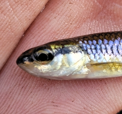 Notropis heterolepis
