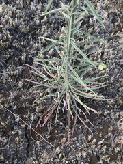 Erysimum capitatum lompocense