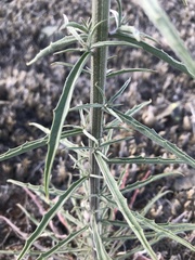 Erysimum capitatum lompocense