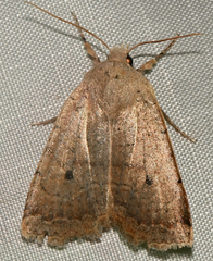 Sericaglaea signata