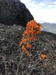 Erysimum capitatum lompocense