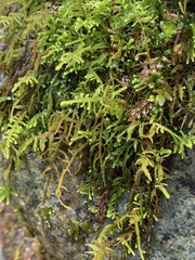 Claopodium whippleanum