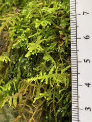 Claopodium whippleanum