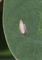 Sophonia longitudinalis