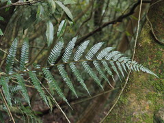 Polystichum biaristatum