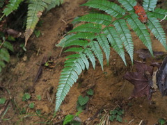 Polystichum biaristatum