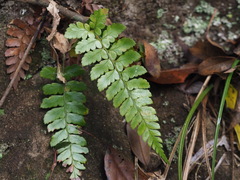 Polystichum biaristatum