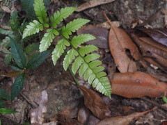 Polystichum biaristatum