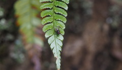 Polystichum biaristatum
