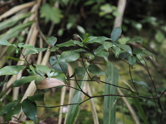 Ilex asprella