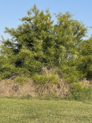 Parkinsonia aculeata