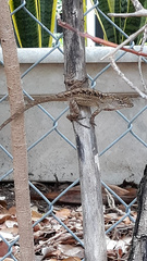 Anolis sagrei