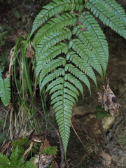 Polystichum biaristatum