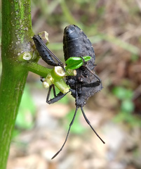 Camptischium