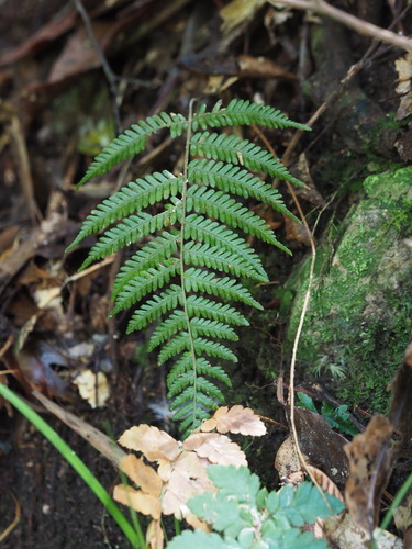 Thelypteris glanduligera iNat (3)