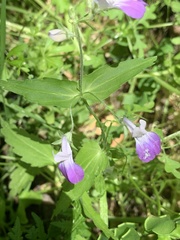 Collinsia multicolor