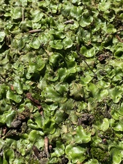 Lunularia cruciata